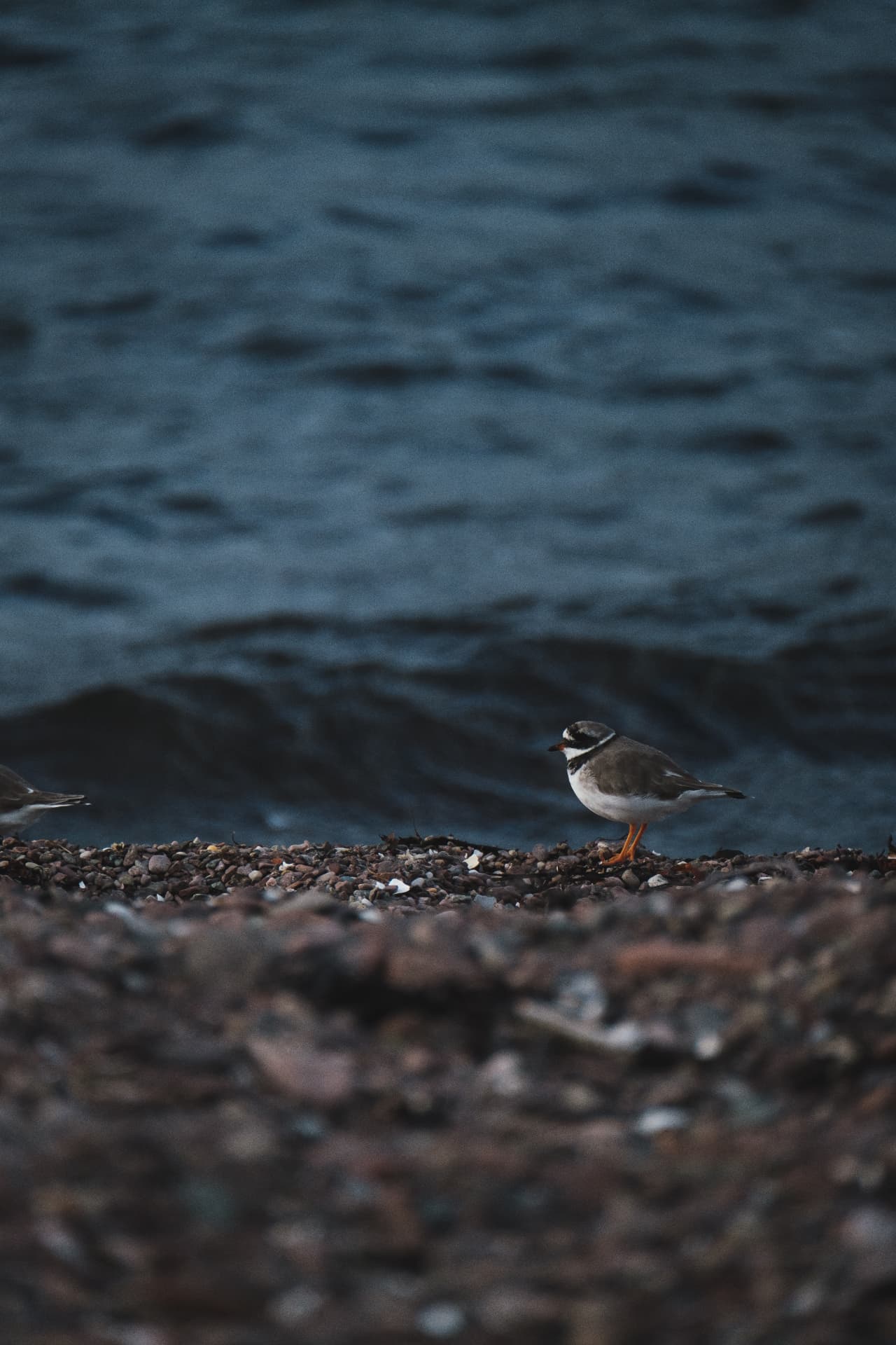 A shorebird beside the sea on Davaar