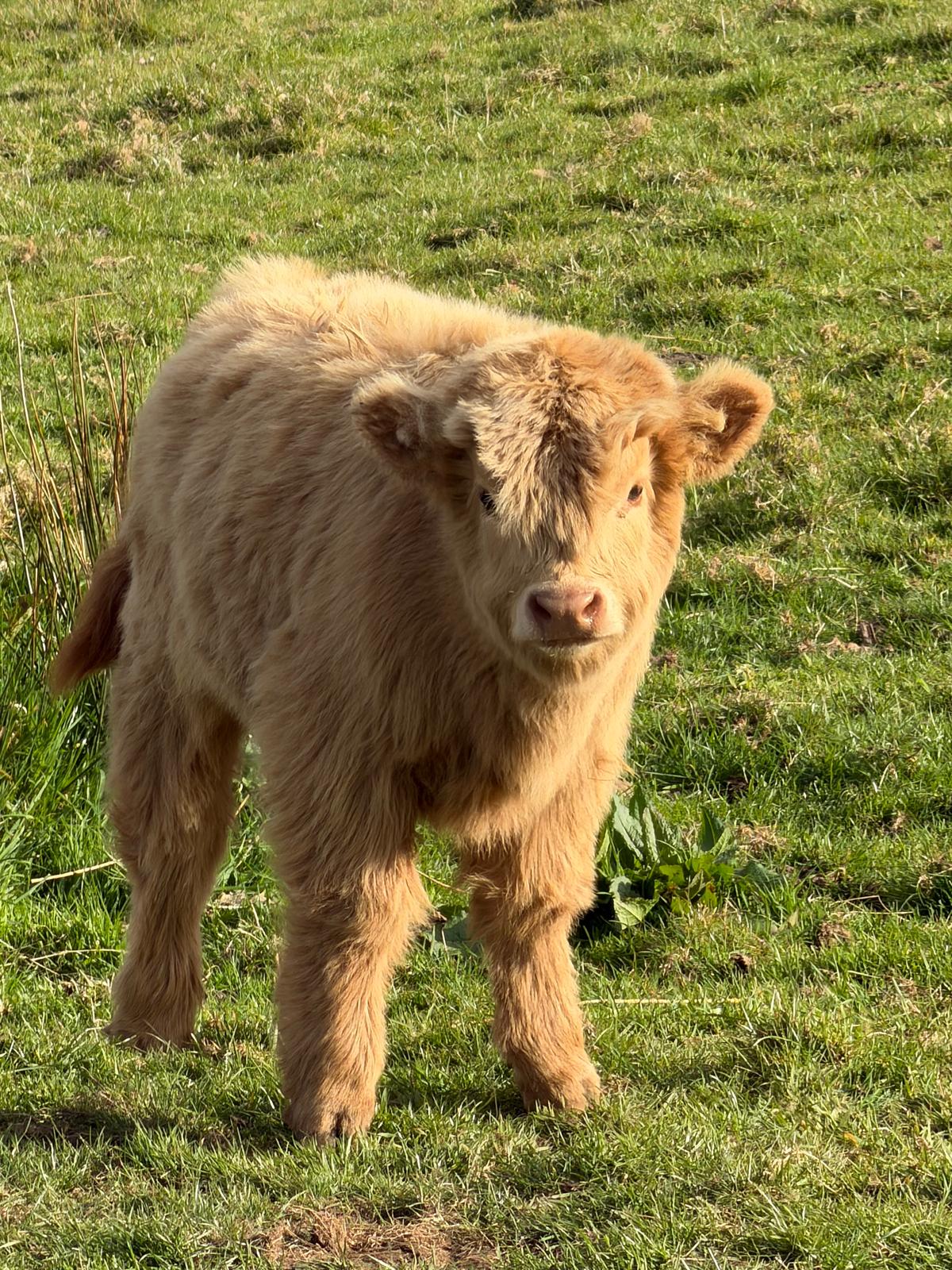 Wee Mary, one of the island's Highland cows